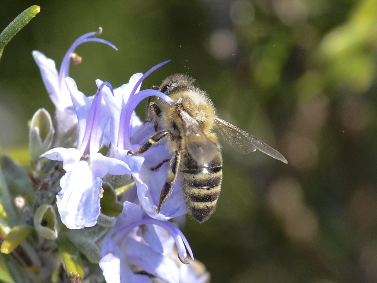 Apis beim Abflug